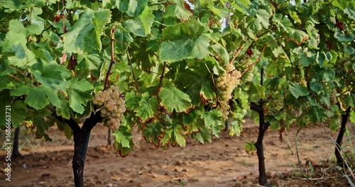 Wallpaper Mural Ripe green grape Pansa Blanca in vineyard growing natural. Green grape on the vine in garden Torontodigital.ca