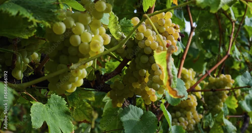 custom made wallpaper toronto digitalRipe green grape Pansa Blanca in vineyard growing natural. Green grape on the vine in garden