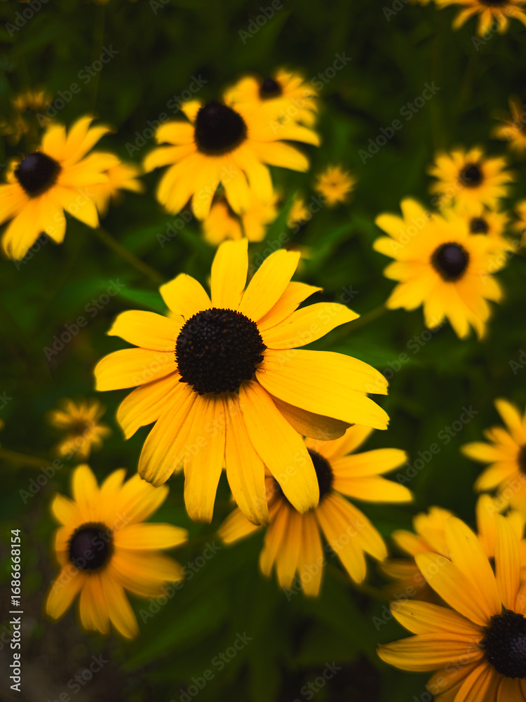 Obraz premium Black-eyed Susan (Rudbeckia hirta) close-up with blurred background,