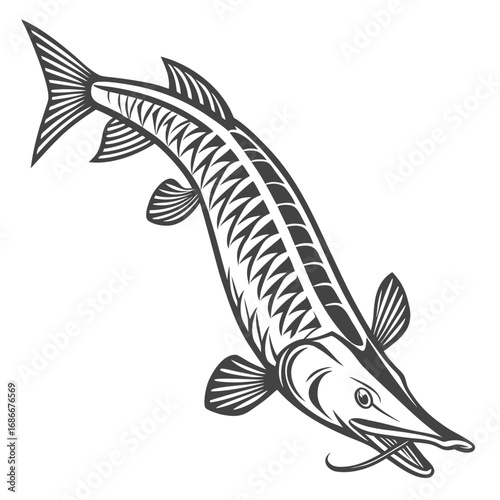 Illustration of a long-nosed sturgeon fish swimming with its barbels extended, in a monochrome style