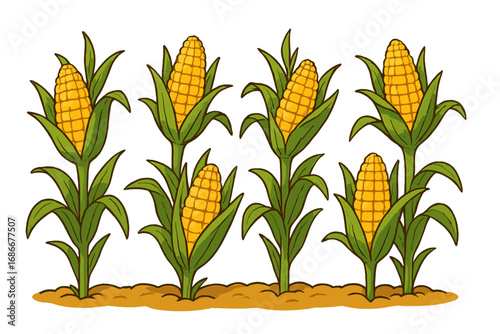 Corn cobs in a plantation field. Vector cartoon illustration of a farm harvest on a transparent background. Agricultural concept of organic sweetcorn food crop. Maize plant row.