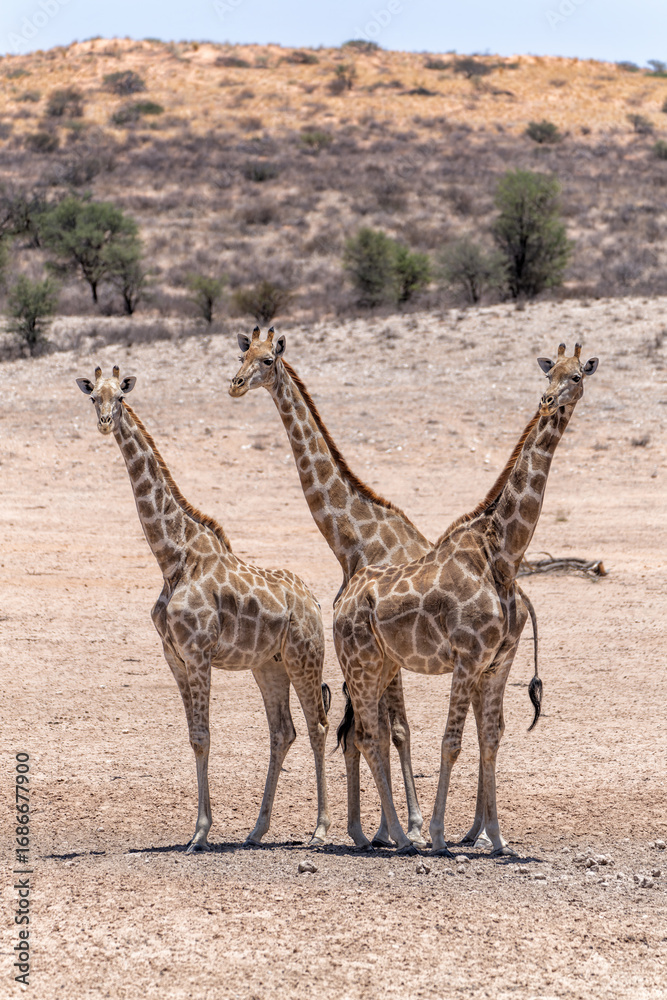Obraz premium Giraffe in the Kalahari desert. Giraffe family visiting a waterhole in the beautiful landscape with red sand dunes of the Kgalagadi Transfrontier Park in South Africa