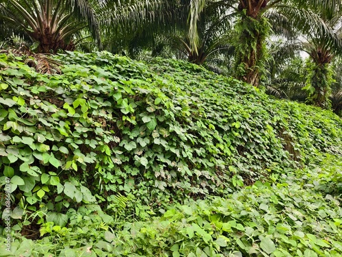Mucuna bracteata plants around oil palm trees