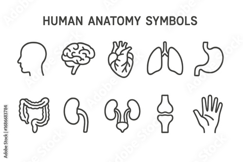 Human anatomy line icon set. Medical and healthcare symbols. Vector outline illustration of internal organs brain, heart, lungs, stomach, kidneys, intestines, and body parts.