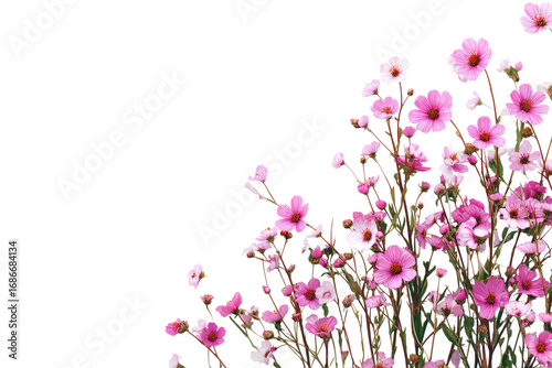 Close-up of cluster of small, light pink and white flowers,  with dark stems and leaves