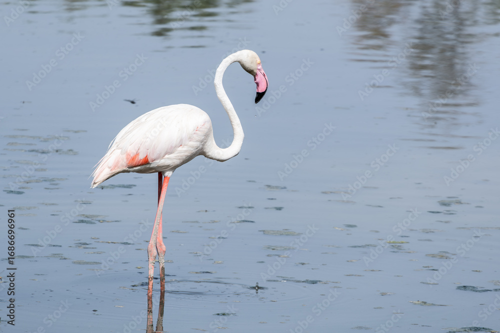 Φωτογραφία Flamencos descansado y alimentandose en laguna de paso migratorio de La Laguna (
