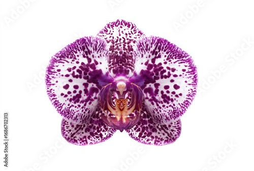A striking orchid bloom centered on a white canvas, its petals speckled with vibrant purple hues, surrounding an intricate, colorful center
