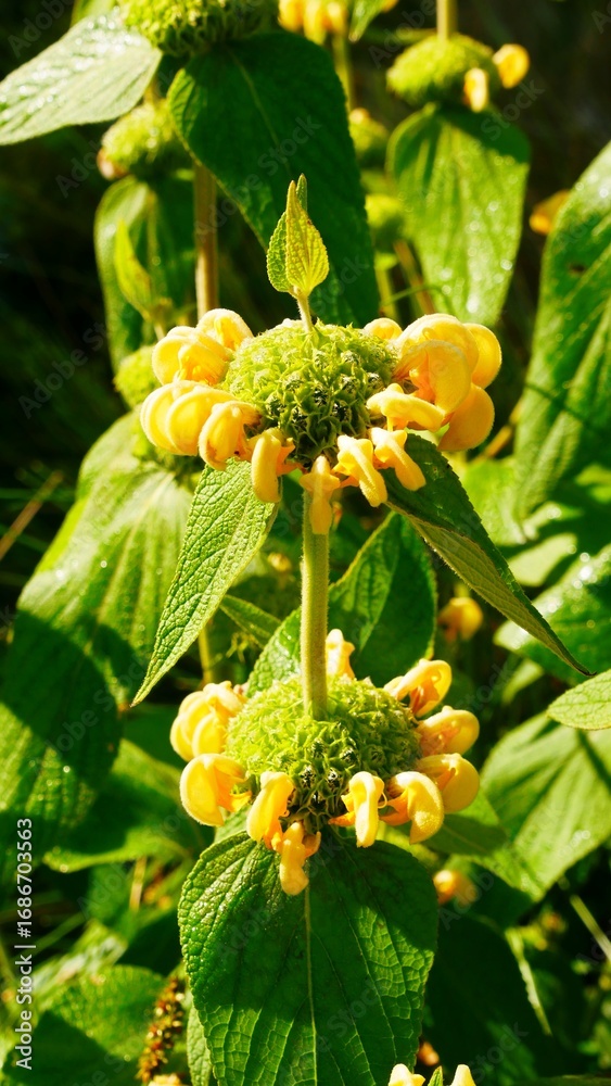 Obraz premium Sauge de Jérusalem jaune, Phlomis fructicosa, jardin de la saline royale d’Arc-et-Senans dans le Doubs France