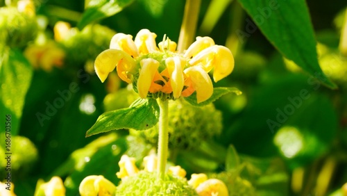 Fotografia Sauge de Jérusalem jaune, Phlomis fructicosa, jardin de la saline royale d’Arc-e
