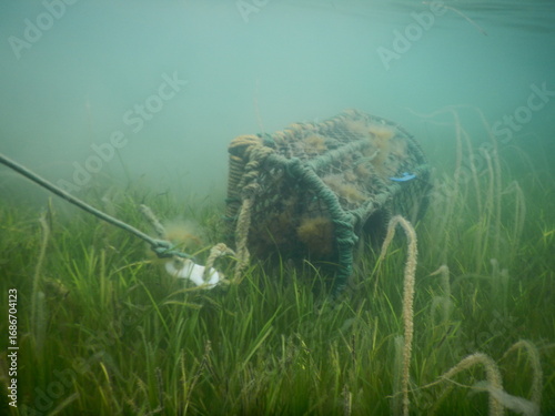 Lobster pot in a seagrass meadow