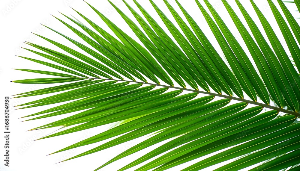 Obraz premium Vibrant palm frond