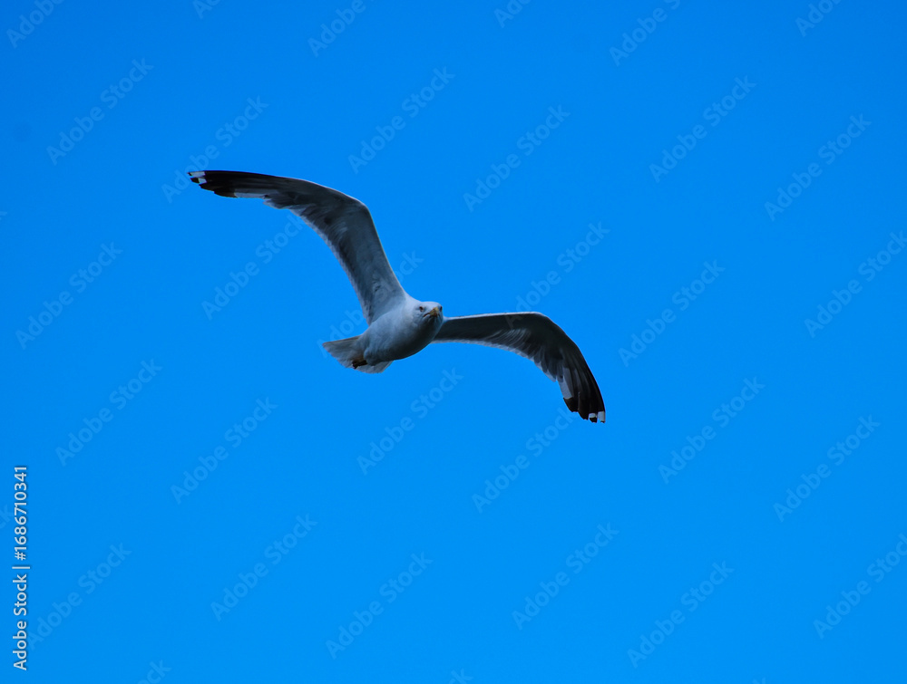 Obraz premium Seagull in Flight with Outstretched Wings Against Blue Sky