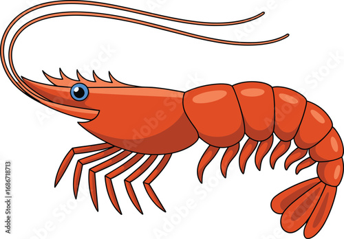 Realistic illustration of a vibrant orange shrimp with detailed legs and antennae on a white background