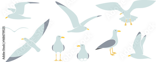 Seagull logo. Isolated seagull on white background. Bird