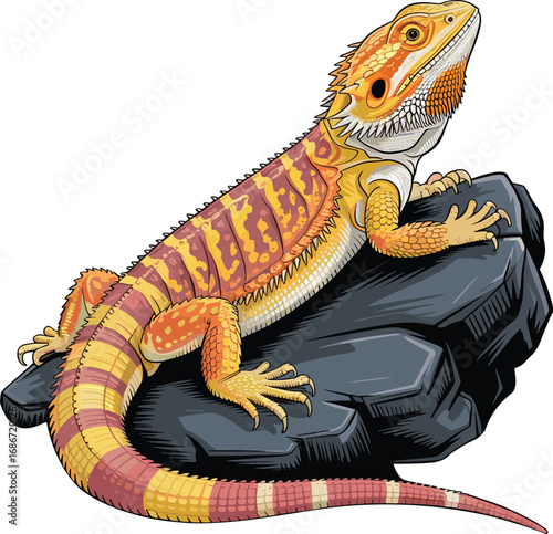 Vibrant bearded dragon lizard perched on a dark rock isolated on white background