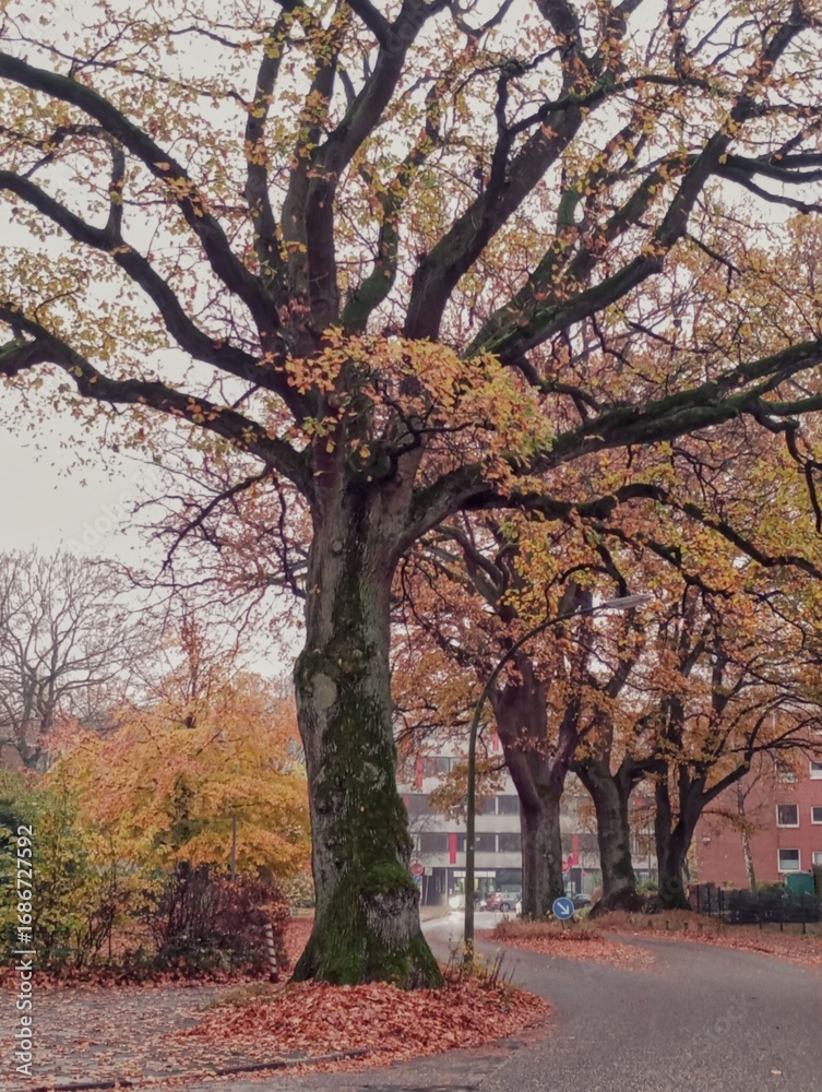 Fototapeta premium Autumn trees in the park