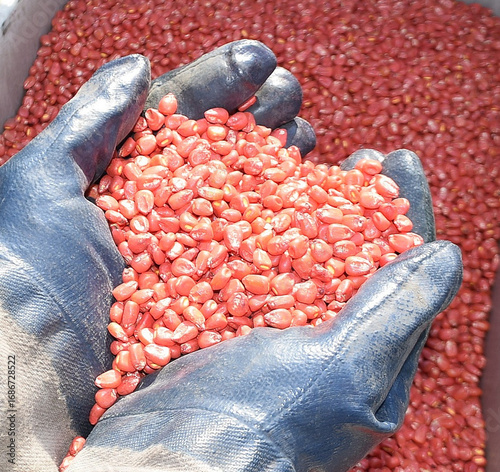Hands in blue work gloves holding a handful of pink corn seeds. In the background, you can see a container with the same seeds. The photo symbolizes preparation for sowing