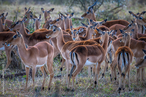 Impala herds that they stay together as gregarious, active mainly during the day. Female impala don't have horn. Taken at South Africa.
