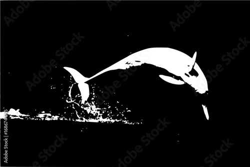 Graceful dolphin leaps dynamically from splashing water, capturing oceanic freedom and wild beauty.