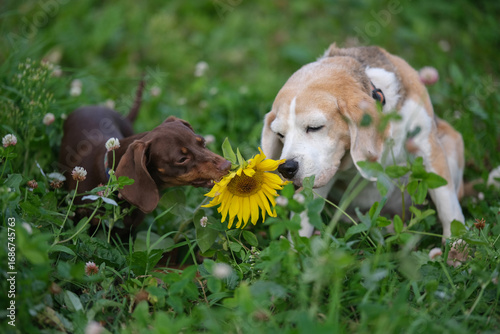 beagle and dachshund on a green meadow sniffing a sunflower flower