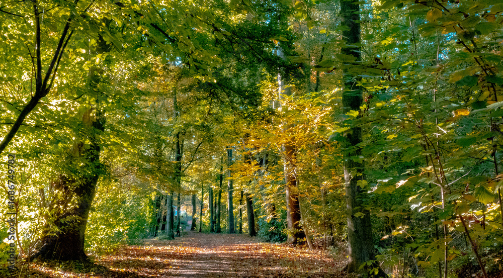 Obraz premium Forest path in autumn