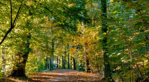 Forest path in autumn
