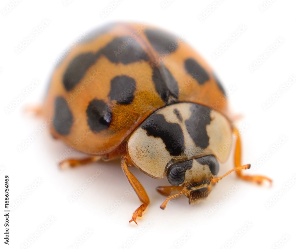 Fototapeta premium Close up of ladybug beetle with black spots on white background