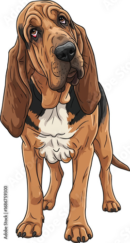 Bloodhound dog standing cute tilting head curious vector illustration
