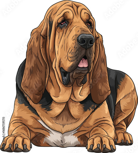 Bloodhound dog lying down relaxed front view vector illustration