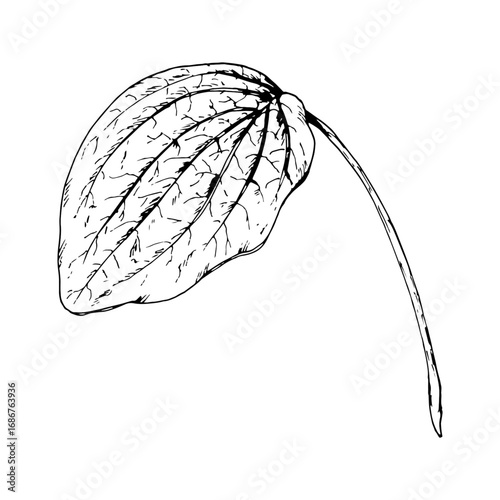 Hand drawn vector illustration of a plantain leaf with textured veins in engraving style, known as a healing wild herb, ideal for herbal tea packaging, apothecary branding, eco labels and botanical