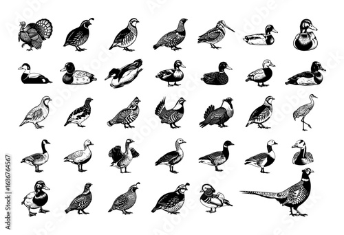 Bird icon collection vector – 36 game birds and waterfowl silhouettes set, monochrome engraving illustration isolated