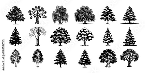 Tree silhouettes collection vector – deciduous and conifer species assortment, detailed woodland line drawings