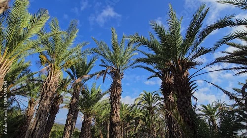 Wallpaper Mural POV walk with camera in palm tree forest under clear blue sky recorded with wide angle lens. Torontodigital.ca