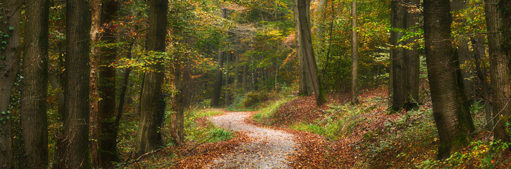 Fototapete Krankenhaus Herbstlicher Waldweg im weichen Licht  © Smileus
