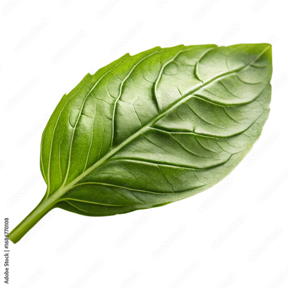 Obraz premium Single vibrant green basil leaf isolated on black background
