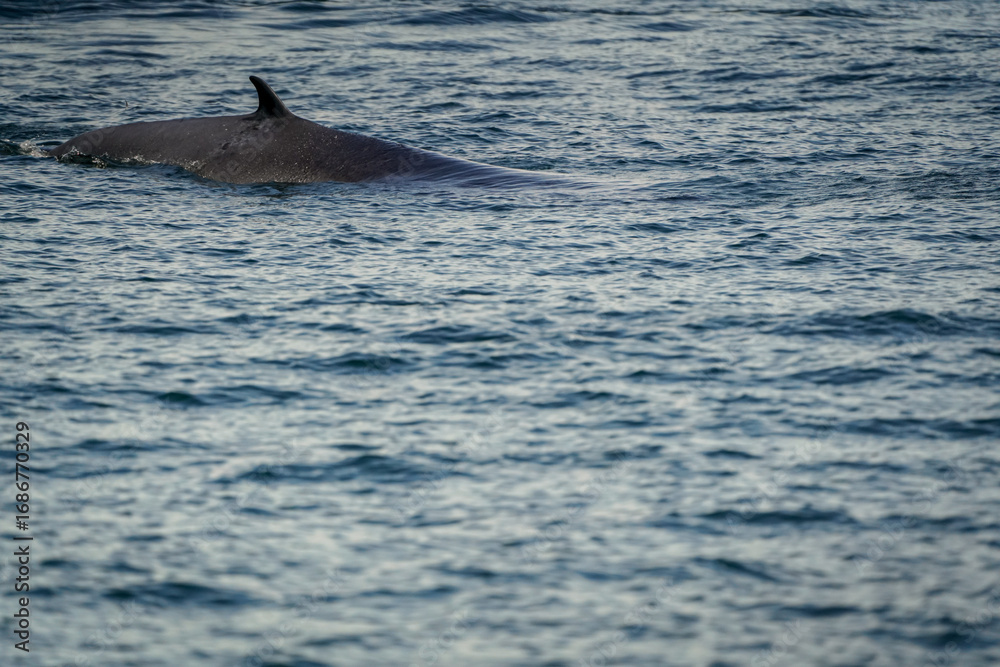 Naklejka premium the whale in the sea with dramatic tone