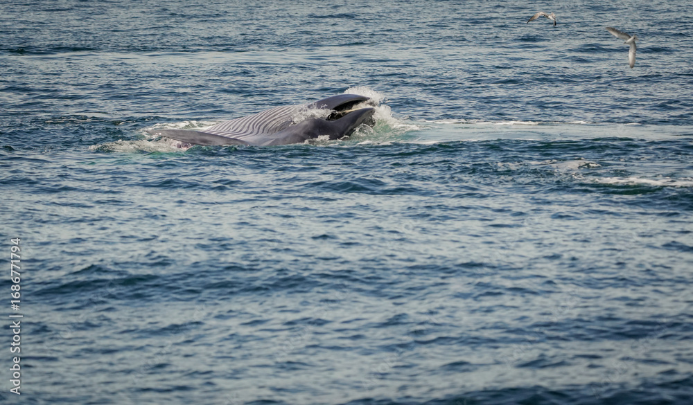 Fototapeta premium the whale in the sea with dramatic tone