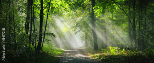 Sunbeams in the woodland, a magical landscape panorama with lush green trees and beautiful sunlight illuminating the mist and the foliage