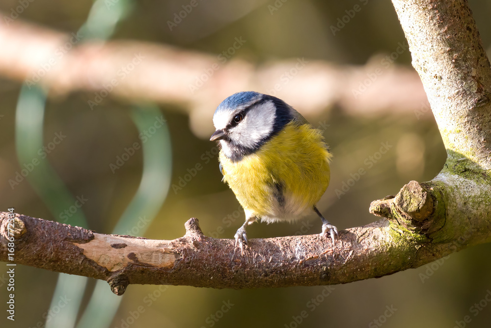 Obraz premium Blue Tit Perching on Branch
