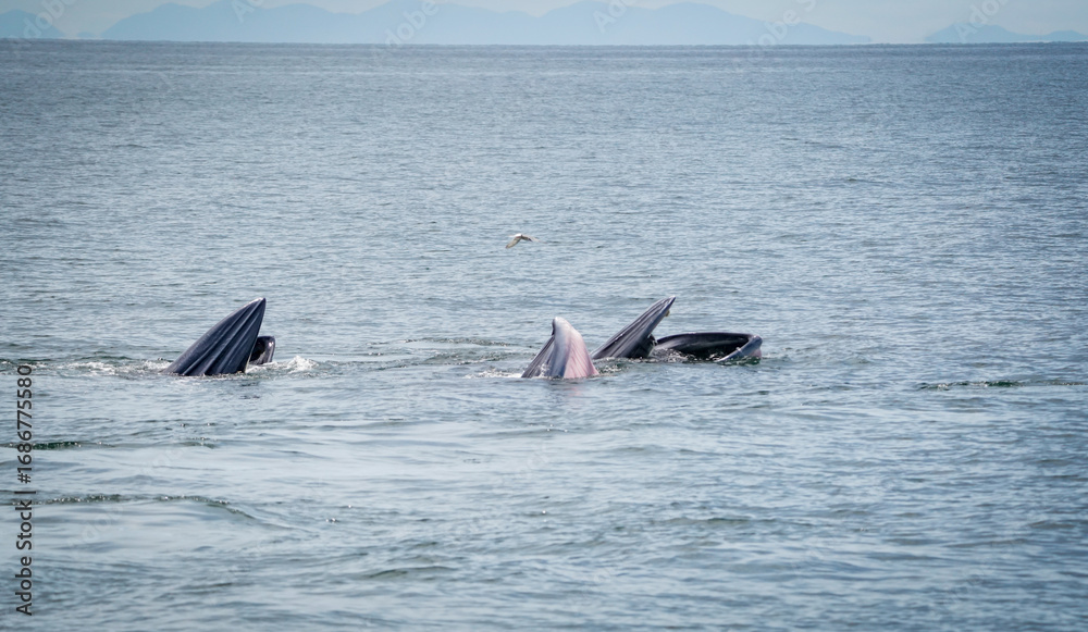 Fototapeta premium the bryde's whale in the nature with dramatic tone
