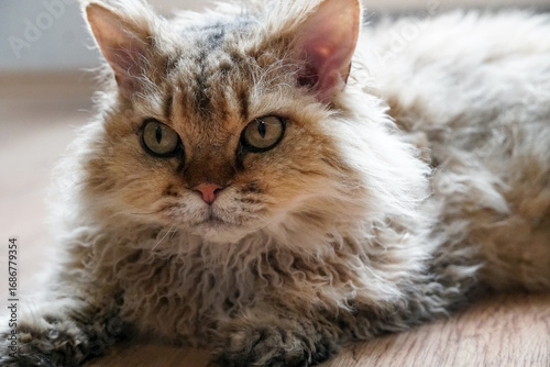 Fotografie Relaxed orange tabby selkirk rex cat lying on the floor