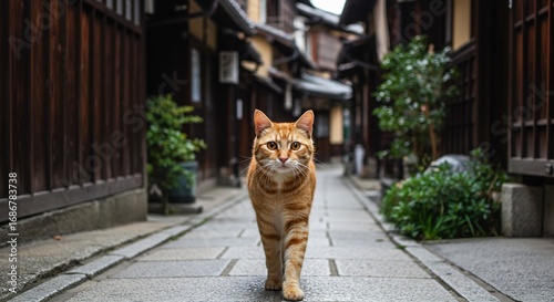 静かな路地を歩く可愛い猫 柔らかな光に包まれ 穏やかな表情 