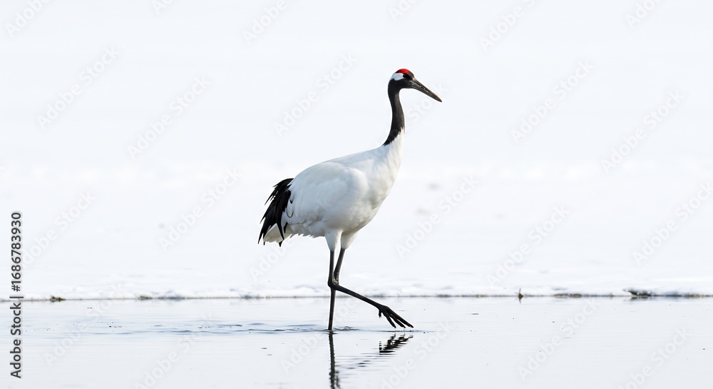 Obraz premium 白鳥優雅に水面歩く冬景色 静かな光. AI Generated