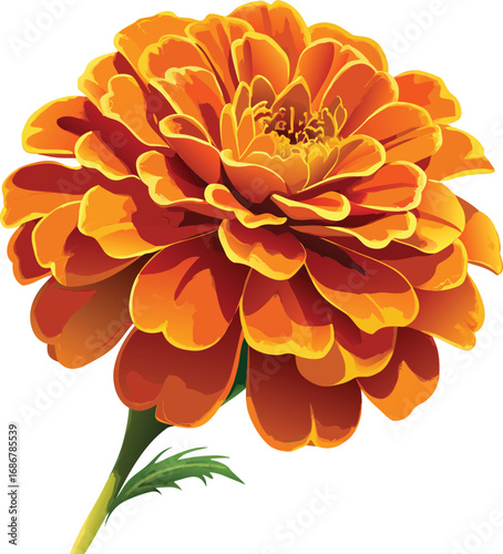 Detailed Orange Marigold Flower Head Isolated on White Background Keywords: marigold, flower, bloom