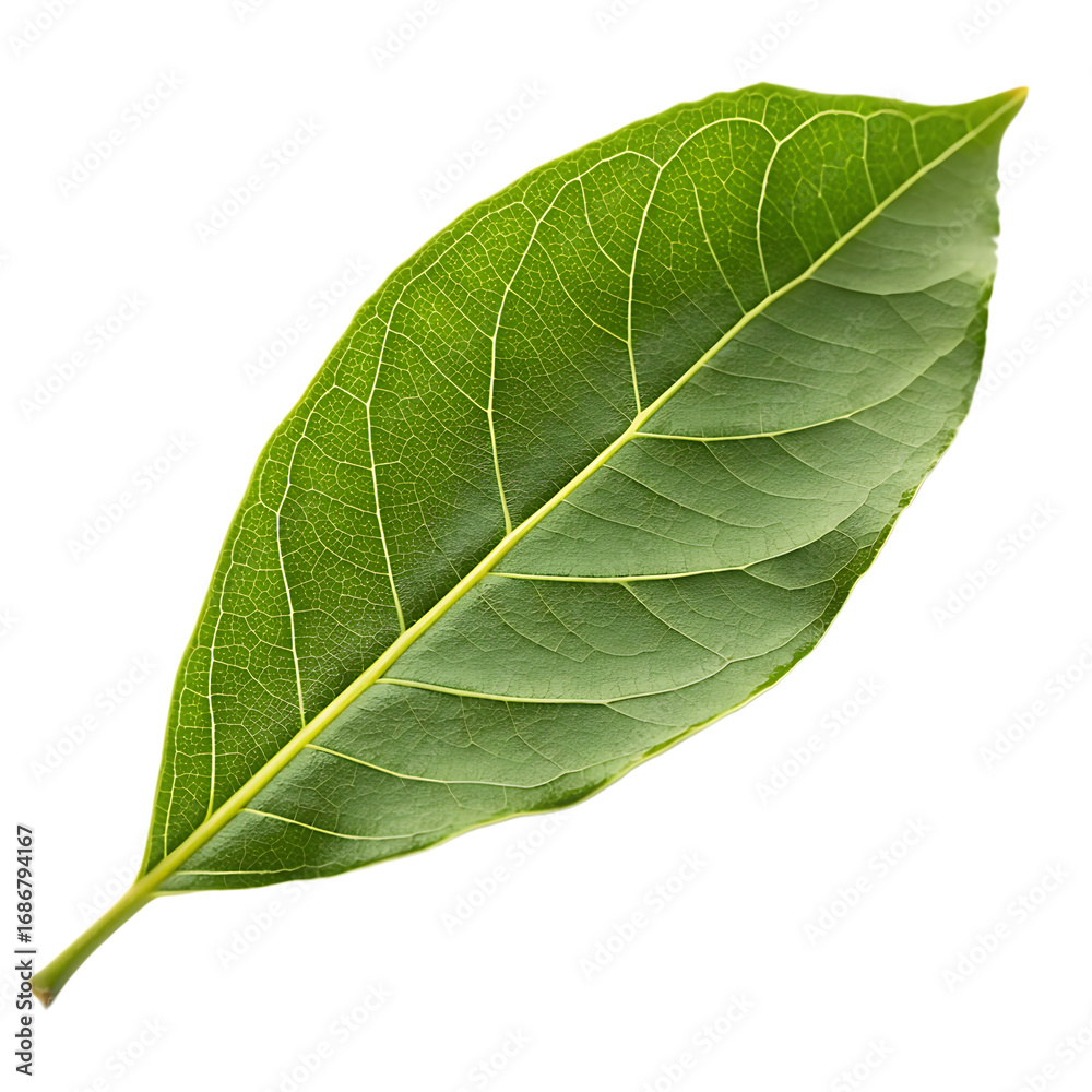 Obraz premium Fresh green bael leaf isolated on a transparent background png
