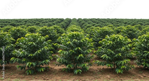 Coffee Plantation Landscape.