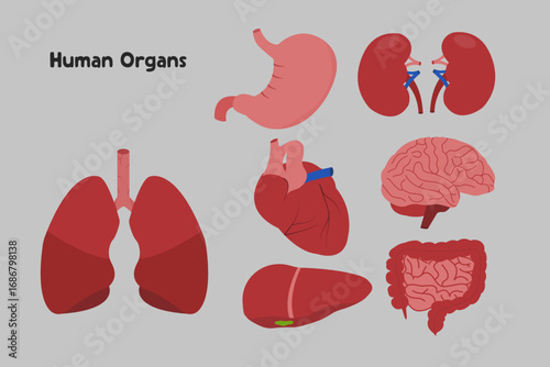 Human Organ Clipart Set with Heart, Brain and Lungs