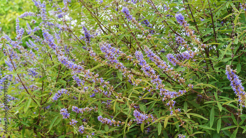 Foto Vitex agnus-castus, vitex, chaste tree