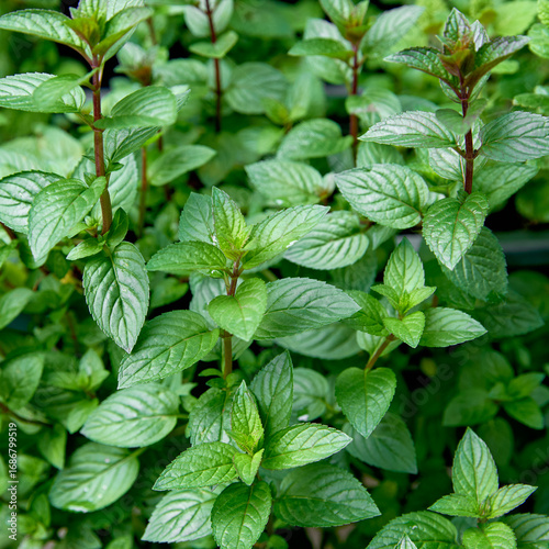 Photos Aromatic Mentha piperita 'Chocolate Mint' plant in the garden