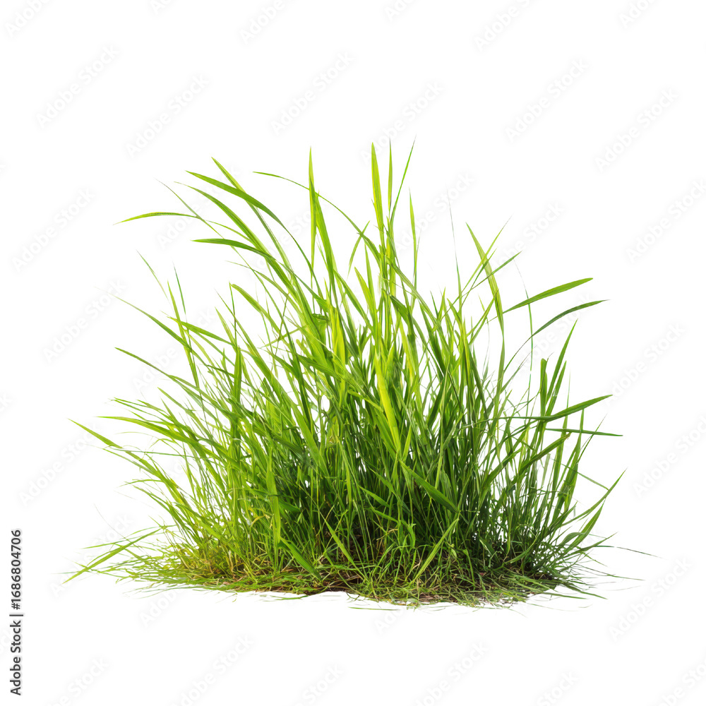 Obraz premium Lush green grass blades with detailed texture and vibrant color plant nature, Isolated On Png Transparent Background